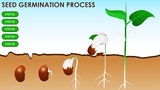 Free PowerPoint Template on Seed Germination #Science #Education #School Children | Free Download