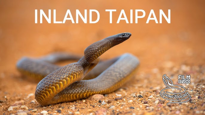 Inland Taipan | The Most Venomous Snake On Earth - YouTube