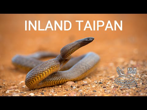 Video: Zijn taipan-slangen gevaarlijk?