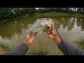 GIANT Bass Caught From Tiny Pond! (INSANE Bank Fishing Action)