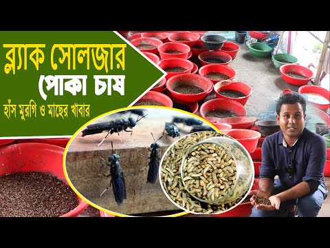 ভিডিও: স্টাফড ব্ল্যাক প্লামস