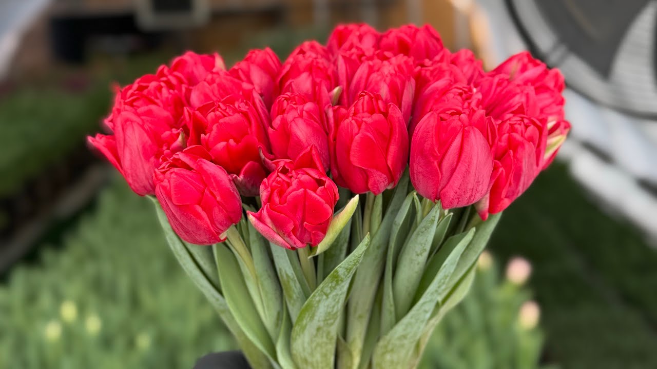 5.02 огляд тюльпанів до 14 лютого🌷 Вигонка тюльпанів🏡