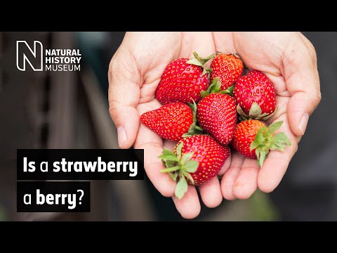 वीडियो: स्ट्रॉबेरी अखरोट है या बेरी?