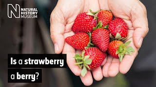 Is a strawberry a berry? | Natural History Museum