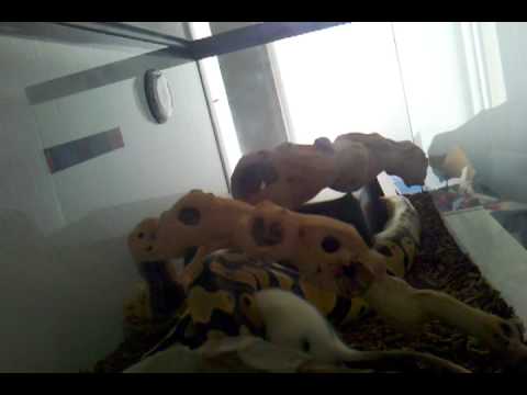 camera iphone 8 plus apk Lexus eatting a semi-prekilled rat,