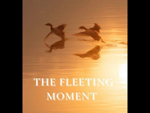 A video from The Fleeting Moment exhibition