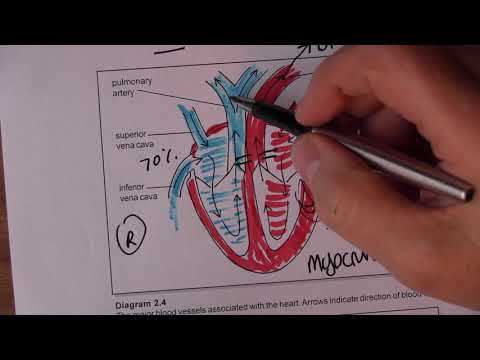 Cardiovascular System 3, Blood circulation