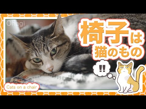 椅子は猫のもの