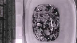 Mealworm Fall Timelapses 2019 Part #38,709 253