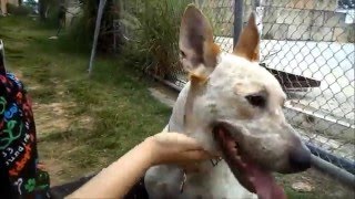RSPCA Success Story - Jake (Deaf Dog) - ADOPTED