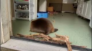 beaver in rehab #shorts by Animals Are Awesome 6 views 1 year ago 34 seconds