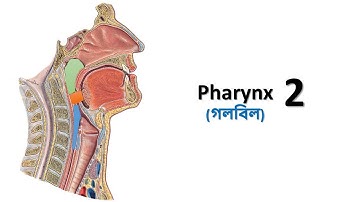 Pharynx (Part-2). Prof. Ashfaqur Rahman