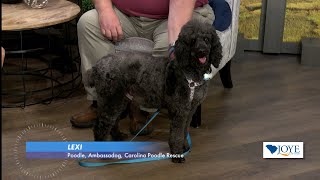 Pet of the Week with Carolina Poodle Rescue