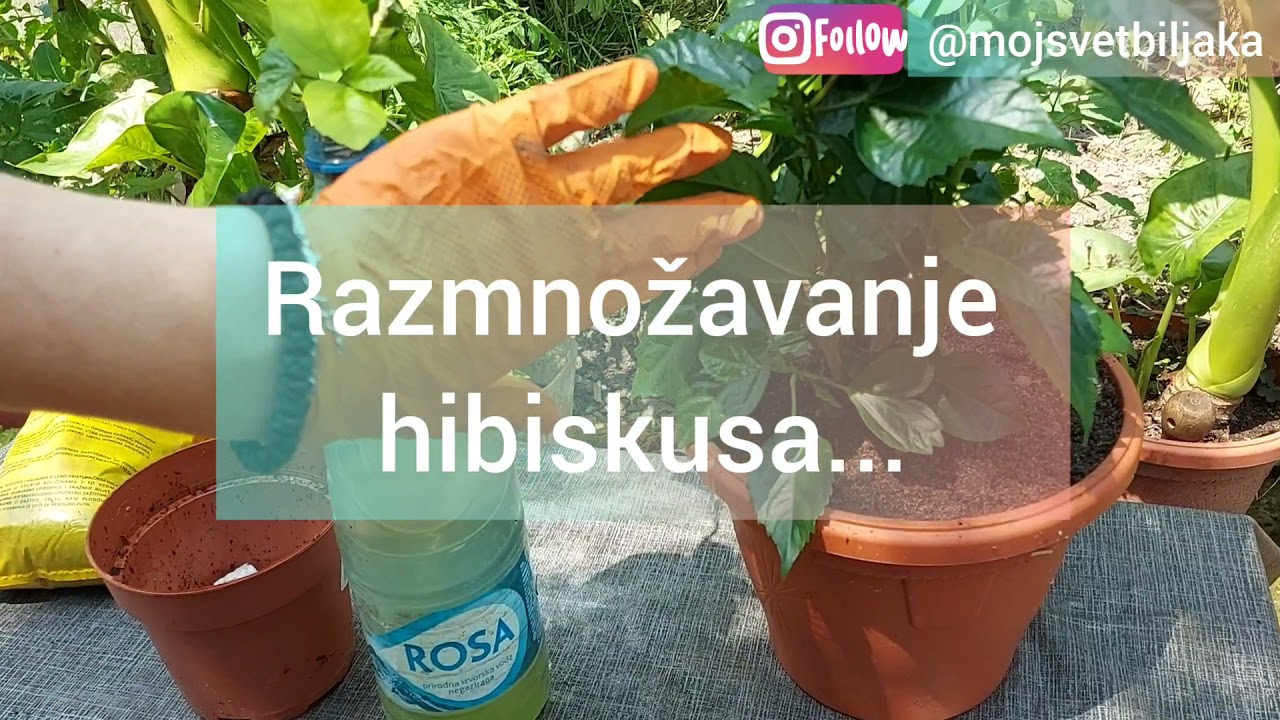 Hibiskus - Kineska ruža nega + presadjivanje + razmnožavanja!