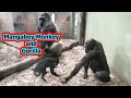 Unlikely bond gorilla tonda and mangabeys unexpected friendship