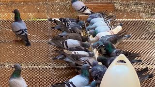 Getting Ready for the First Race: A Behind-the-Scenes Look with the Racing Pigeon Team