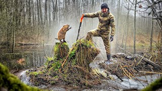 Фото Бобры будут в шоке от того, что мы сделали. Хутор был весь в воде, пока мы их не потревожили.