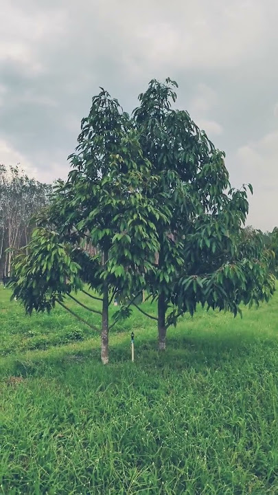 what 2 year old durian trees look like