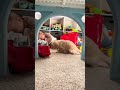 Happy time for baby and dog.#dog #dogsoftiktok #funnyvideos #funnydog #usa #fypシ #pet #funny #dogs