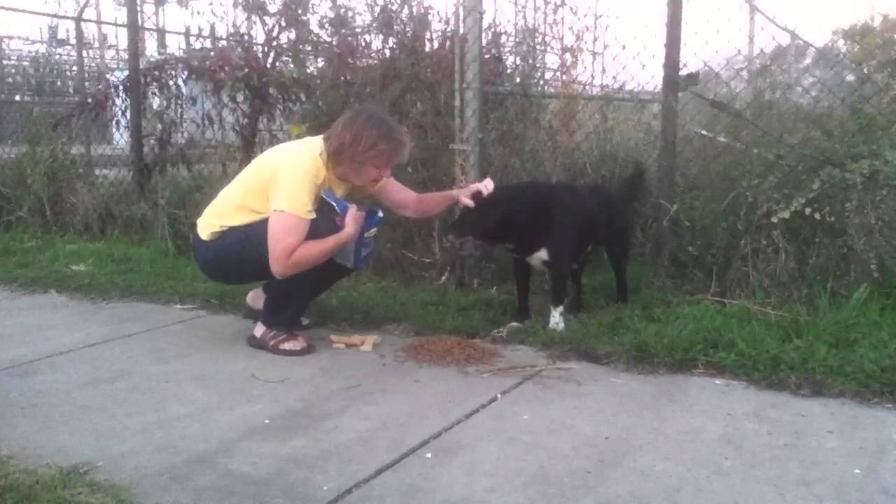 rescue dogs rock nyc Amos. October 2012