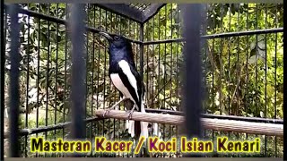 Masteran Kacer/Koci Isian kenari