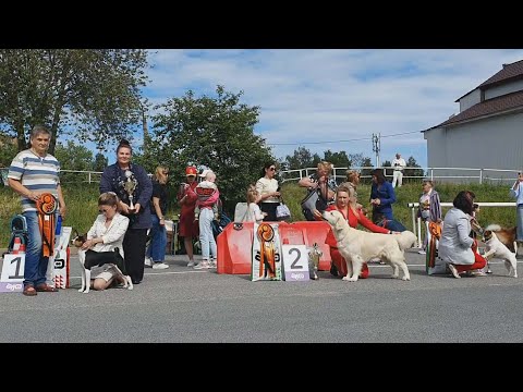 15.06.2024, СПб. Клуб "Триада-Л-1". Выставка собак всех пород "ДАЙ ЛАПУ, ДРУГ!"