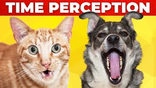 How do Cats and Dogs Perceive Time? | Animals Video | Funny Animals | Wildlife | Pets by Animalistic 4K 417 views 1 year ago 5 minutes, 40 seconds