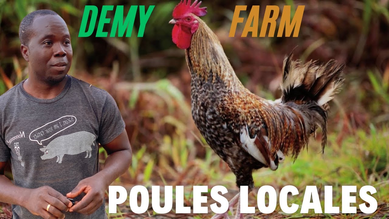 Voici Pourquoi Je Récommande Les Poules Locale Au Débutants Dans Leur Ferme…
