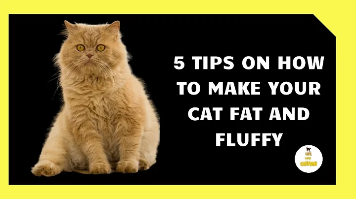 5 Tips on How to Make your Cat Fat and Fluffy - DayDayNews