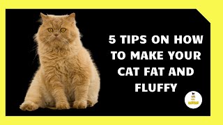 5 Tips on How to Make your Cat Fat and Fluffy