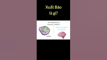 Xuất Bào là gì? | Tri thức nhân loại