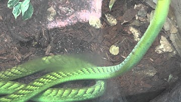 West African Green Mamba Snake | Sony FDR AX100 4K
