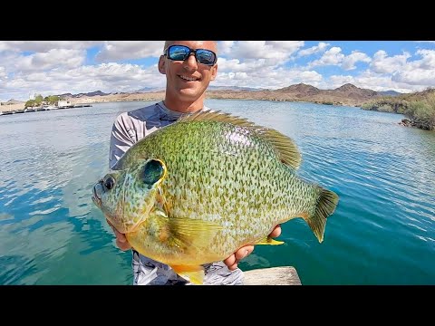 Video: The biggest bream in the world. Can the trophy be found now?