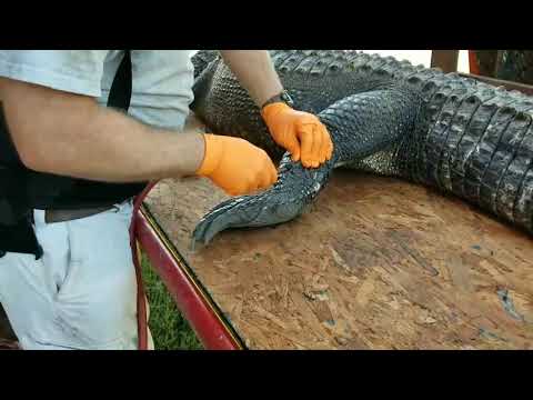 Using an air compressor to skin an alligator
