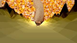 Chicken in the corn (Hardstyle Remix)