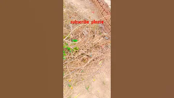 Kantedar Dali By Hafiz Muhammad Asif Qadri 