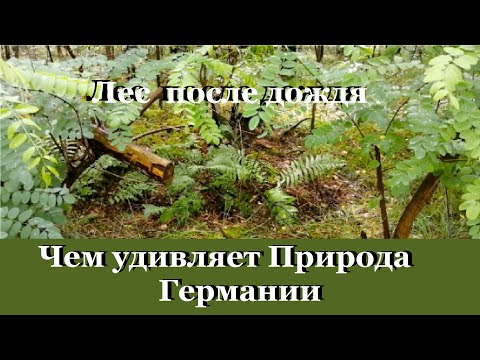 Лес после дождя Чем удивляет Природа Германии