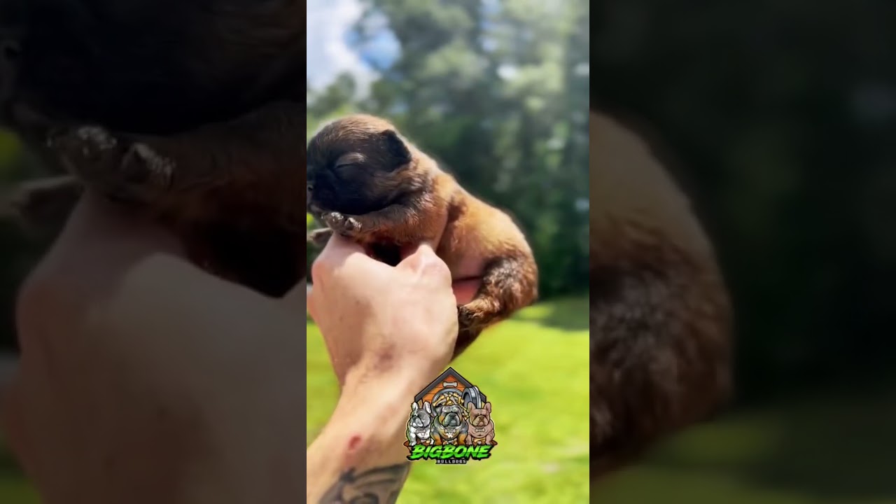 Hazelnut🥜 rare sable colored French Bulldog puppy 🤩💚🐶 