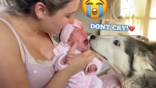 Husky Does Everything She Can To Stop My Newborn Baby Crying Cutest Video Ever