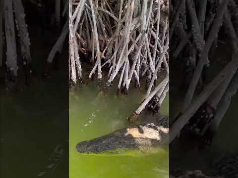 A Crocodile Encounter