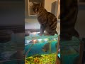 Oscar fish with cat #oscarfish #cat #fyp #shorts