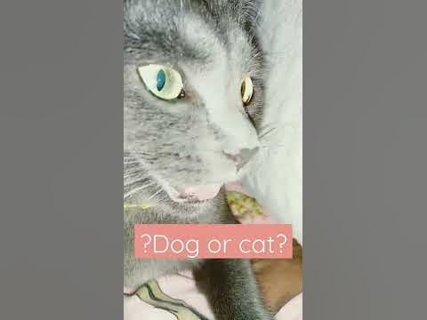 кото-пес - YouTube