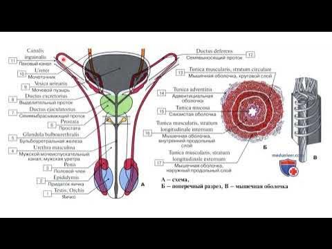 Босанып, синады