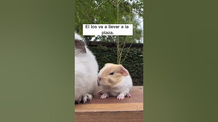 Hoy a copito le toco cuidar a sus sobrinos!!🐹🐹