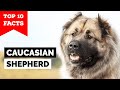Caucasian Shepherd Dog - Top 10 Facts