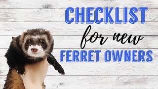 What you NEED for a Ferret | Pazuandfriends