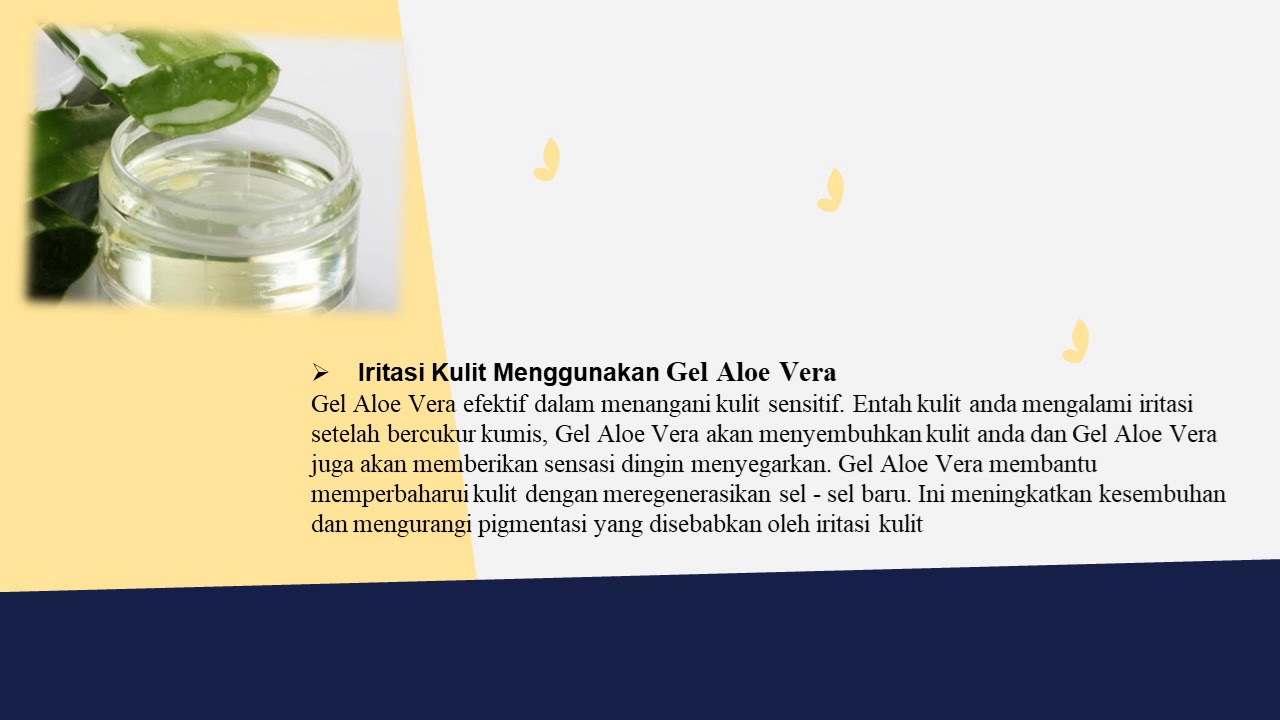 Jual Pelepah Lidah Buaya/Aloevera murah kaya akan manfaat 