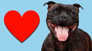 4 Signs Your Staffy LOVES You