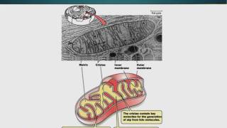 Topic 20 (BIO201 - Cell Biology)