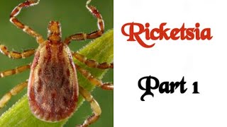 ⁣Rickettsia (Part 1)